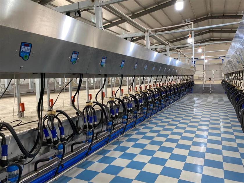 Commercial Dairy Farm Indonesia