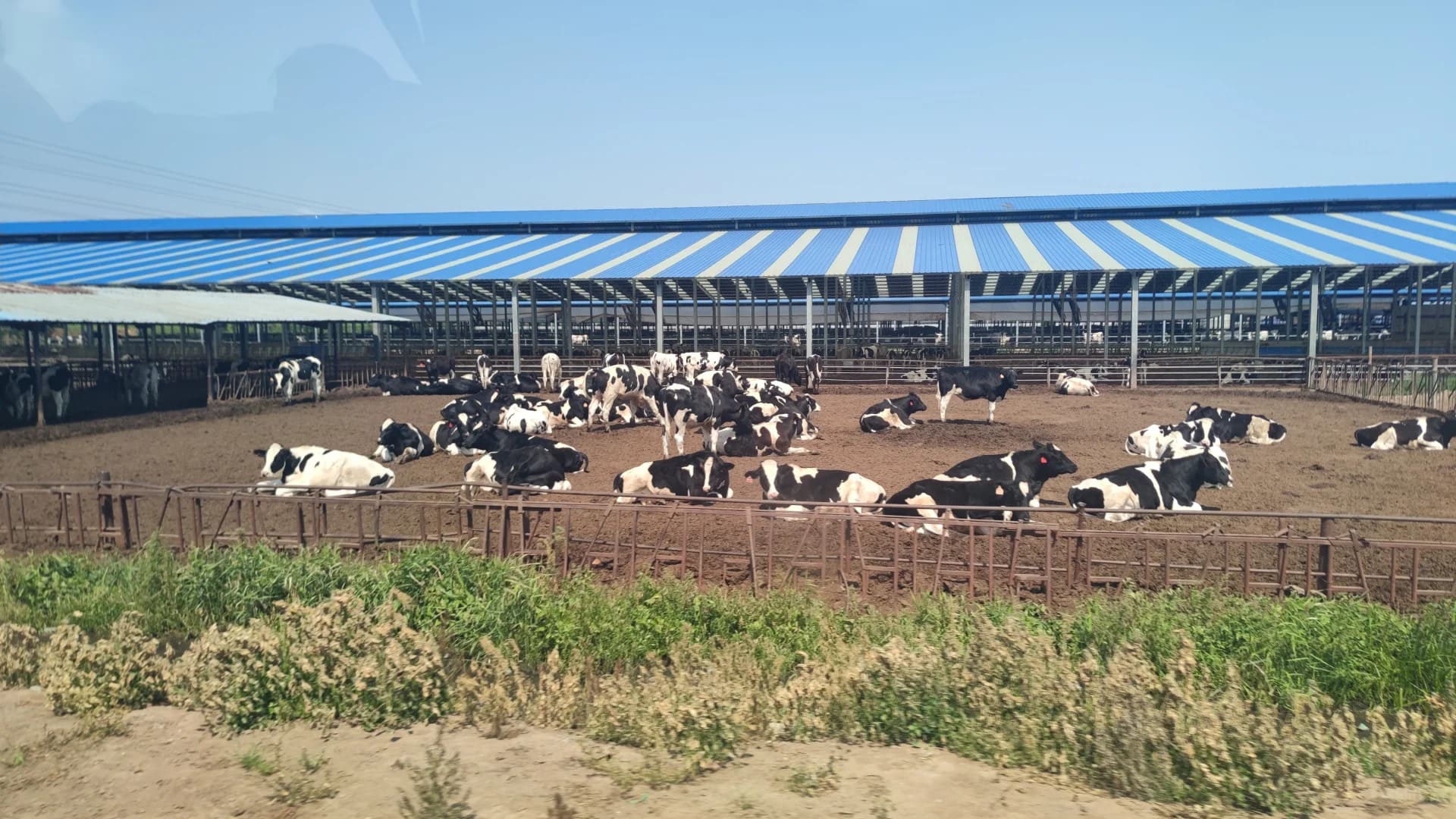 Modern Dairy Farm Factory Floor