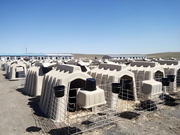 Veterinary and Calf Care