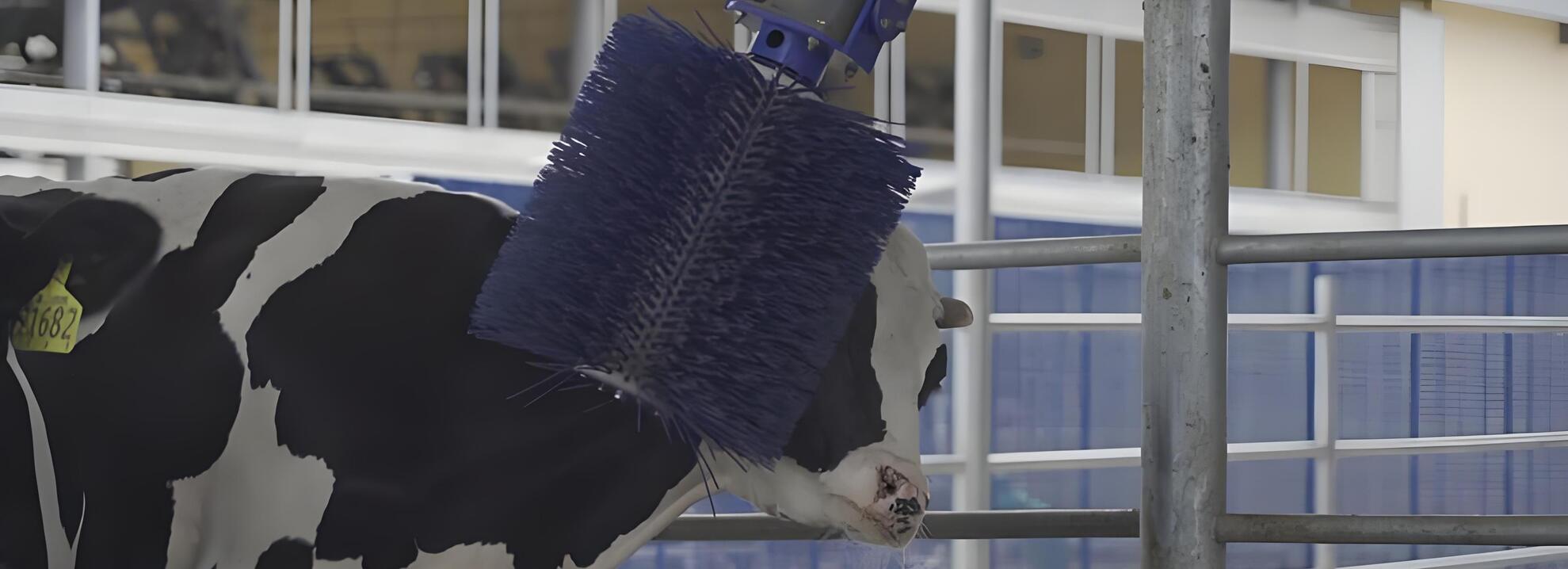 Cow enjoying NexAgri Automatic Body Brush
