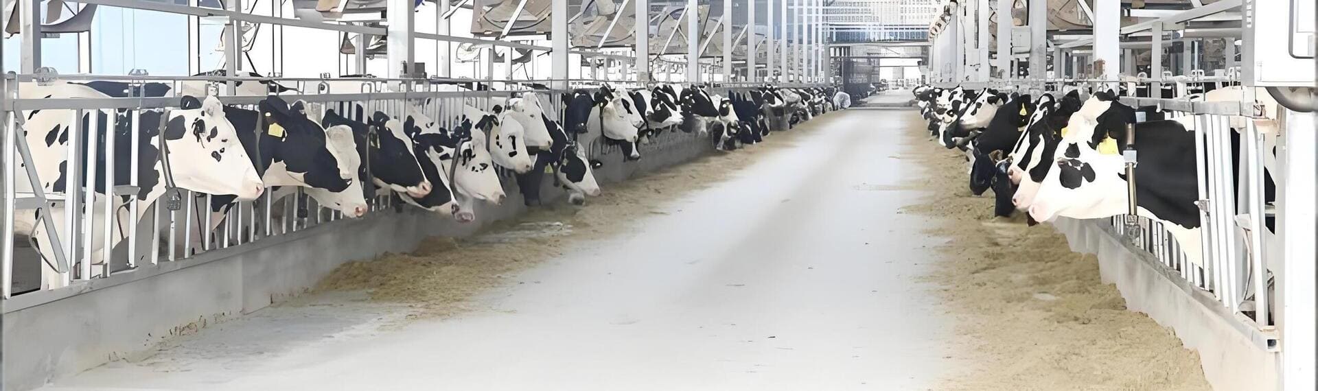Modern Dairy Farm Feeding Lane