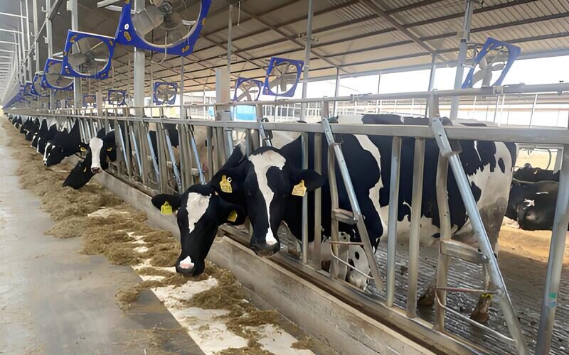 Self-Locking Cow Headlocks