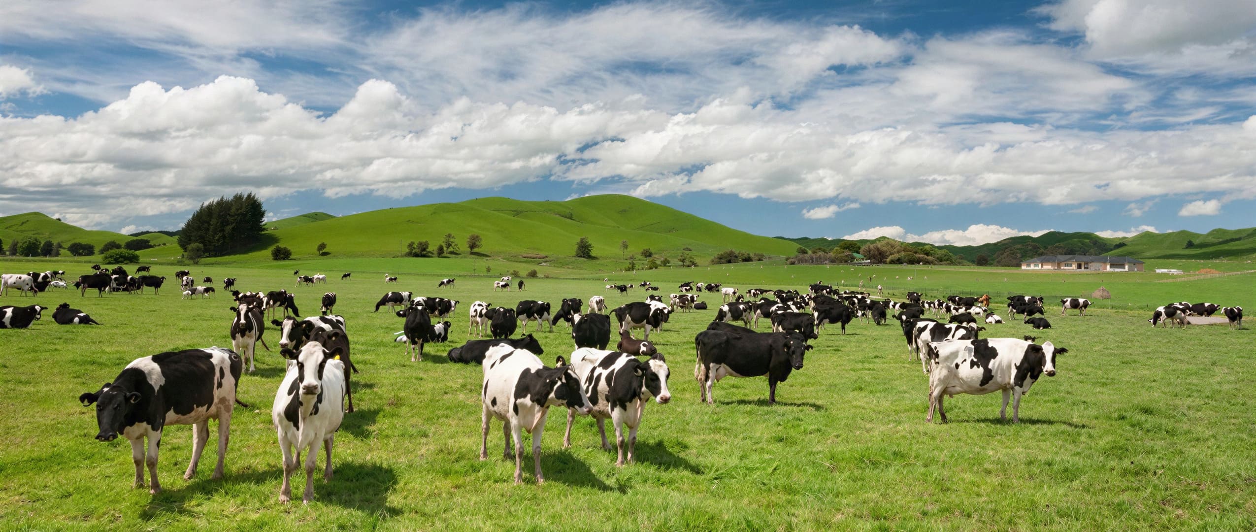 Modern Milking Parlor Operation