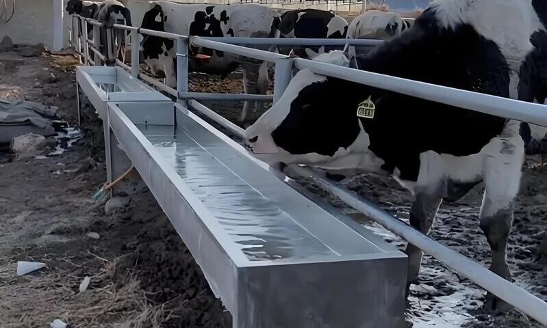 Dairy Cows at Heated Trough in Snow