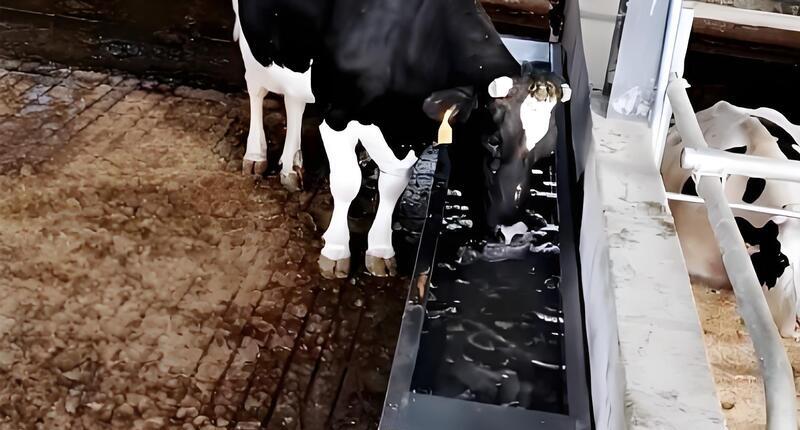 Trough Installed in Dairy Barn