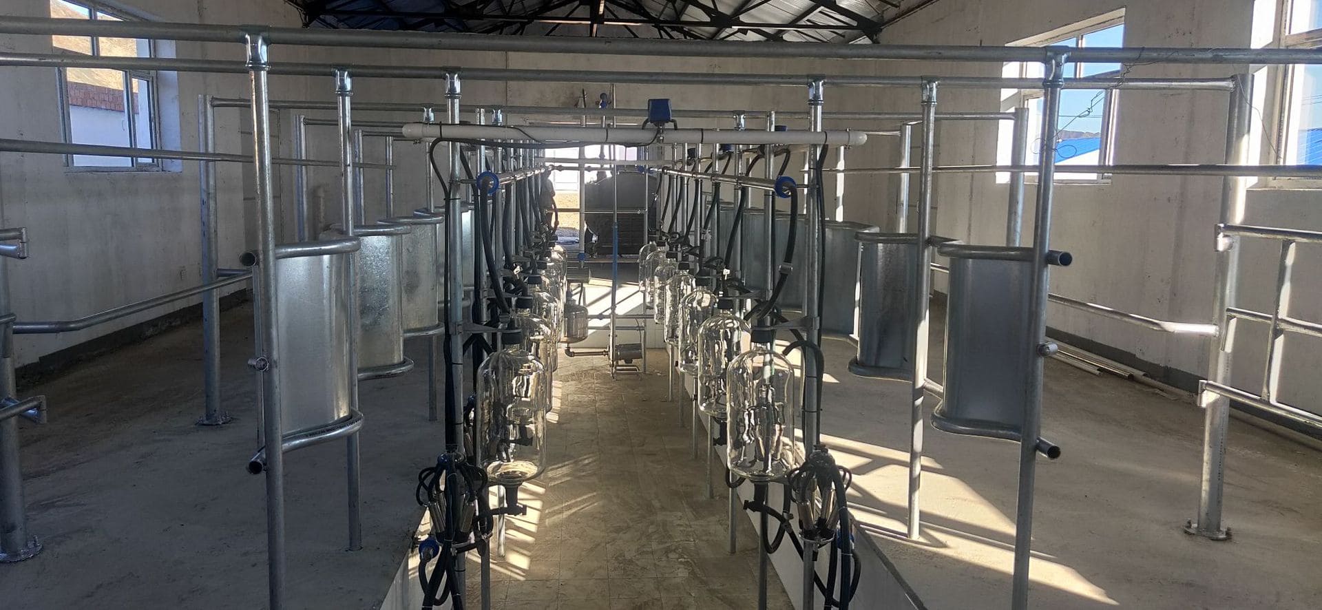 Herringbone Milking Parlor
