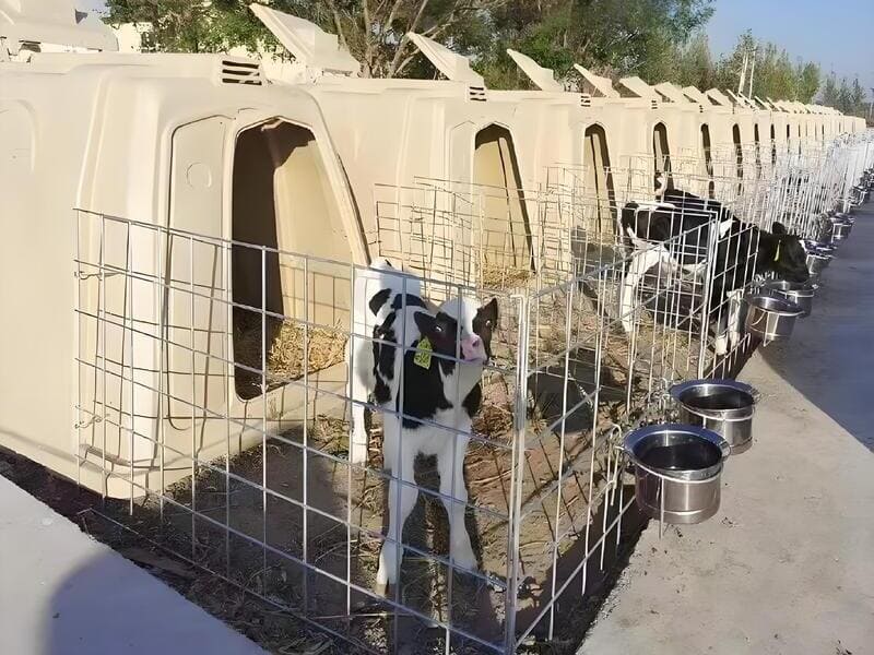 Outdoor Calf Hutches