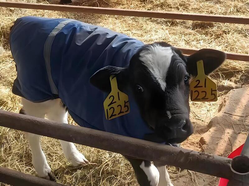 Winter Calf Jackets