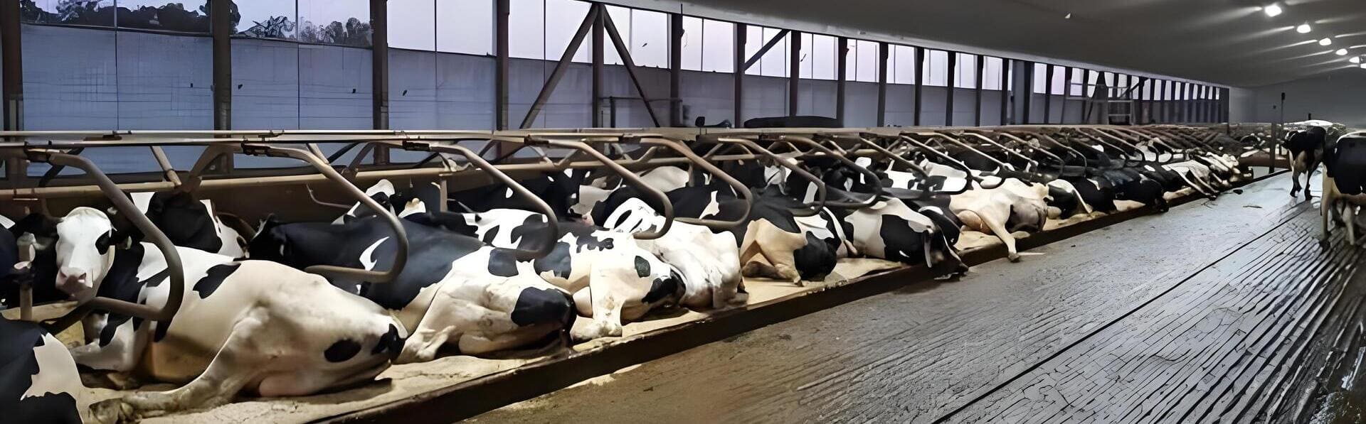 Cows resting in NexAgri Free Stalls