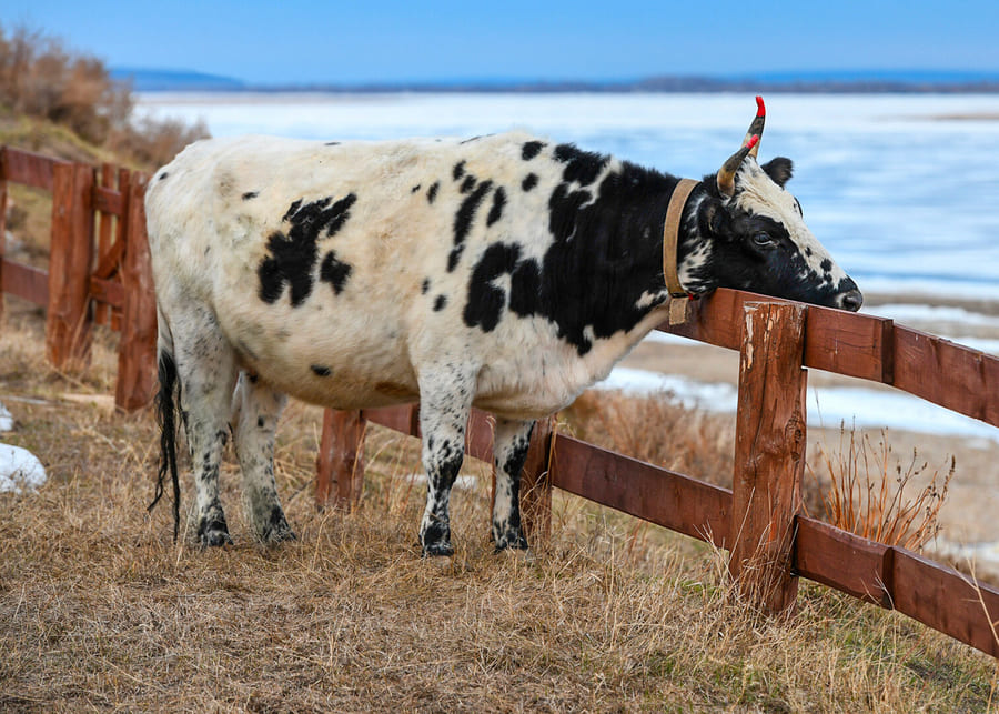 A cow in a snowy field