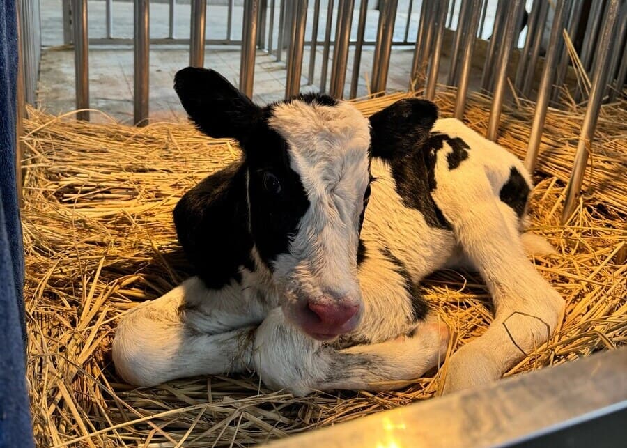 A freshly calved dairy cow in a clean pen