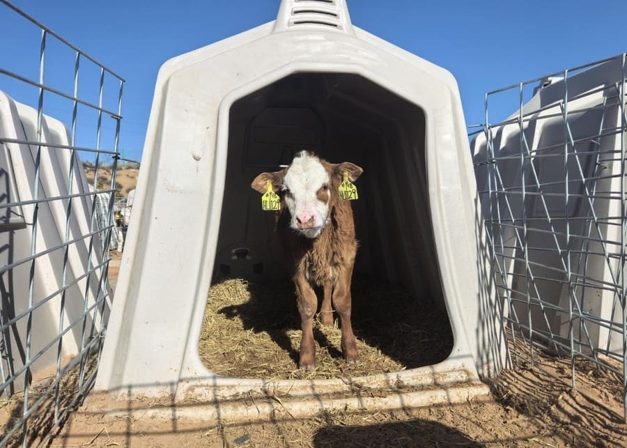 Increased Calf Survival Rate A healthy calf resting comfortably inside its individual hutch