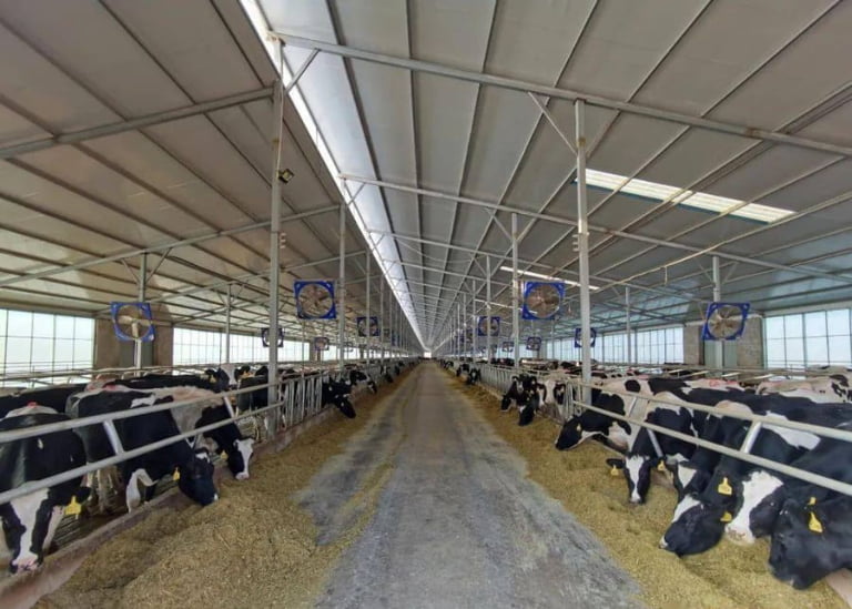 How Much Space Do Dairy Cows Need? The Ultimate Barn Planning Guide