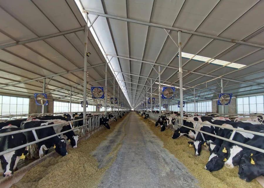 Dairy Barn Equipment Headlocks and Free Stalls Cow headlocks and free stalls in a modern dairy barn