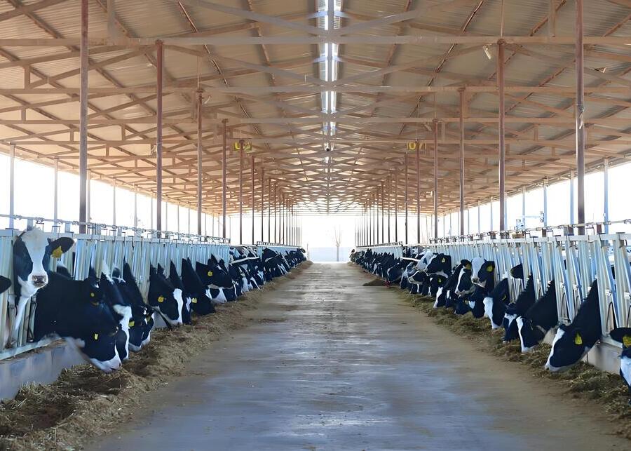A well-equipped modern dairy barn