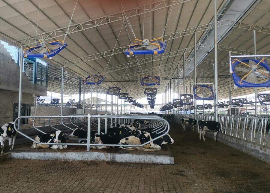 Dairy Cow Barn Planning A well-planned dairy barn with cows in free stalls