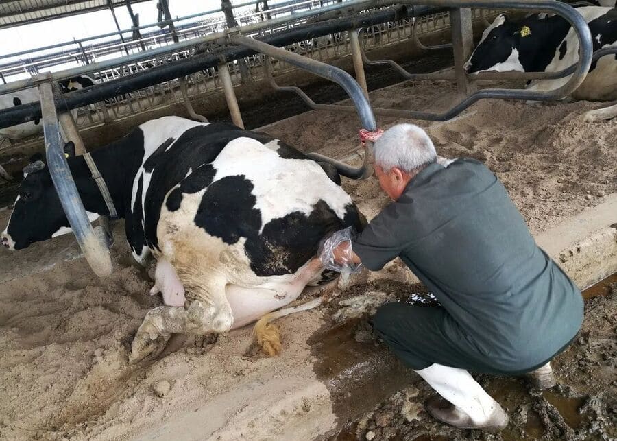 Assisting a Difficult Birth a farmer assisting a cow during a difficult calving