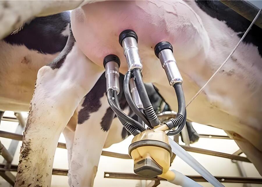 A milking cluster being attached to a cow's udder