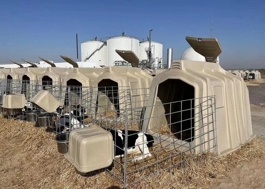 Calf hutches on a modern dairy farm