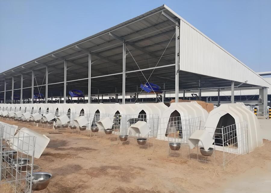 A healthy calf in a dedicated calf hutch