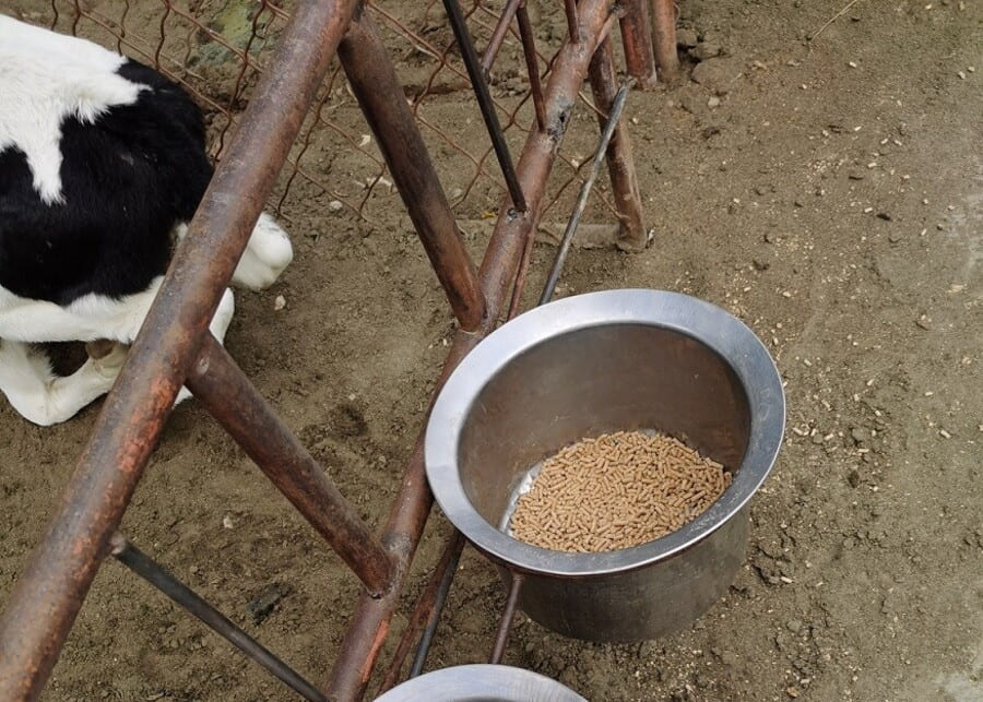 Calf eating starter feed A young calf eating from a bucket of starter feed