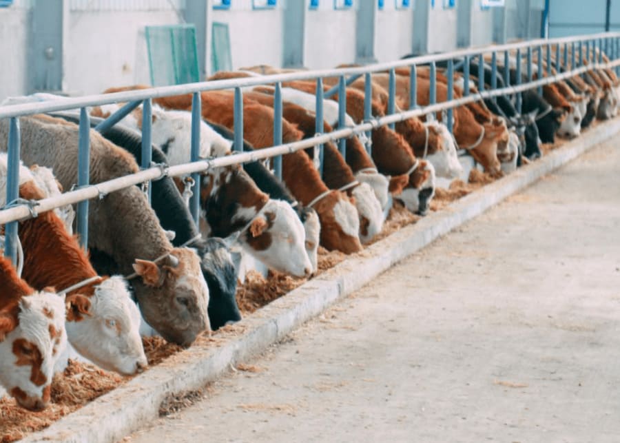 Calm cows chewing its cud in a clean barn