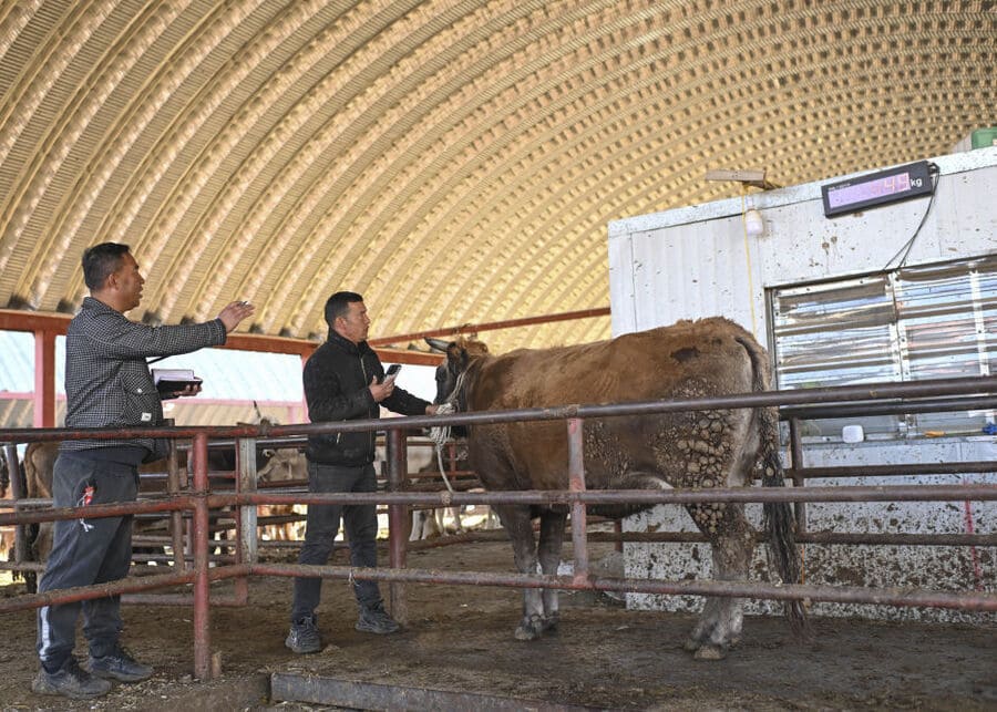 A herd of cattle being weighed on a modern farm scale