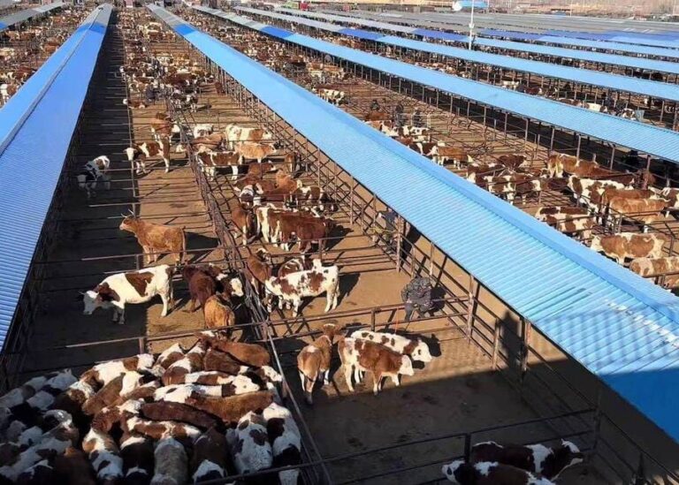 How Do You Calculate Beef Yield From Live Cattle?