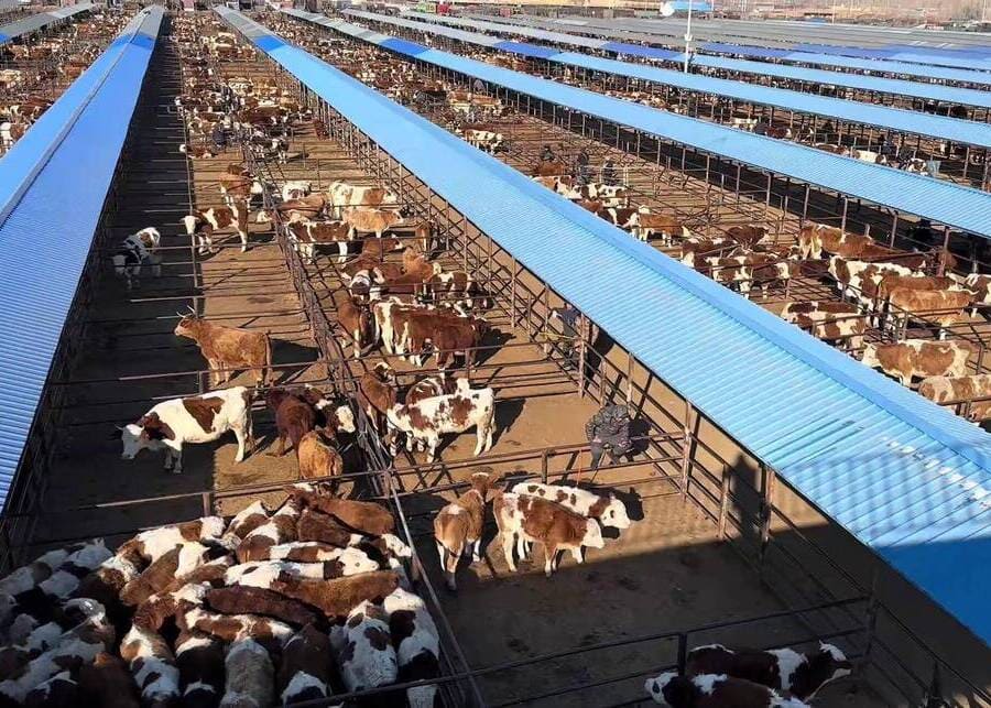 A modern cattle farm for large-scale beef cattle breeding
