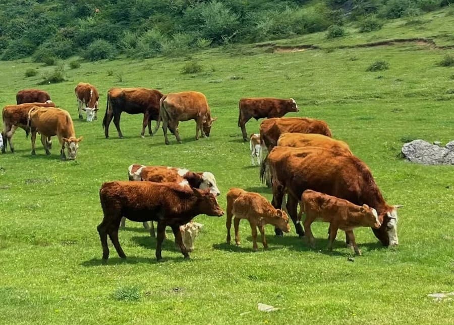 A lush pasture with healthy beef cattle grazing