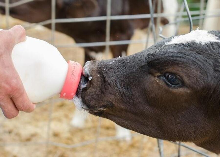 Colostrum for newborn calf Someone is feeding a calf using a large calf-feeding bottle fitted with a red nipple.