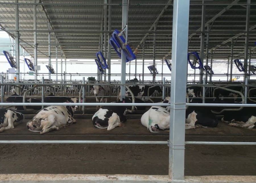 Cows resting comfortably in NexAgri Cow Free Stalls on Cow Mattresses