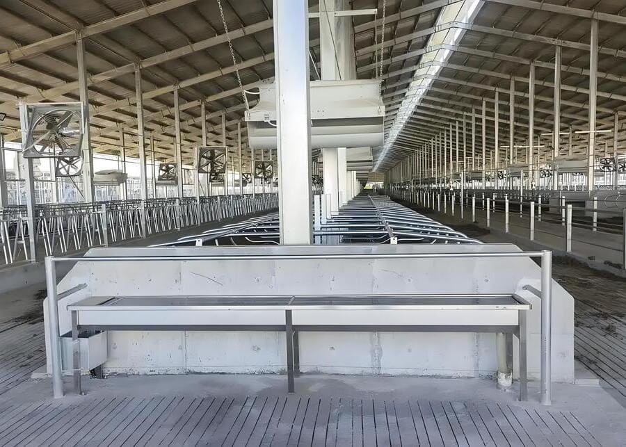 Cows resting in comfortable free stalls