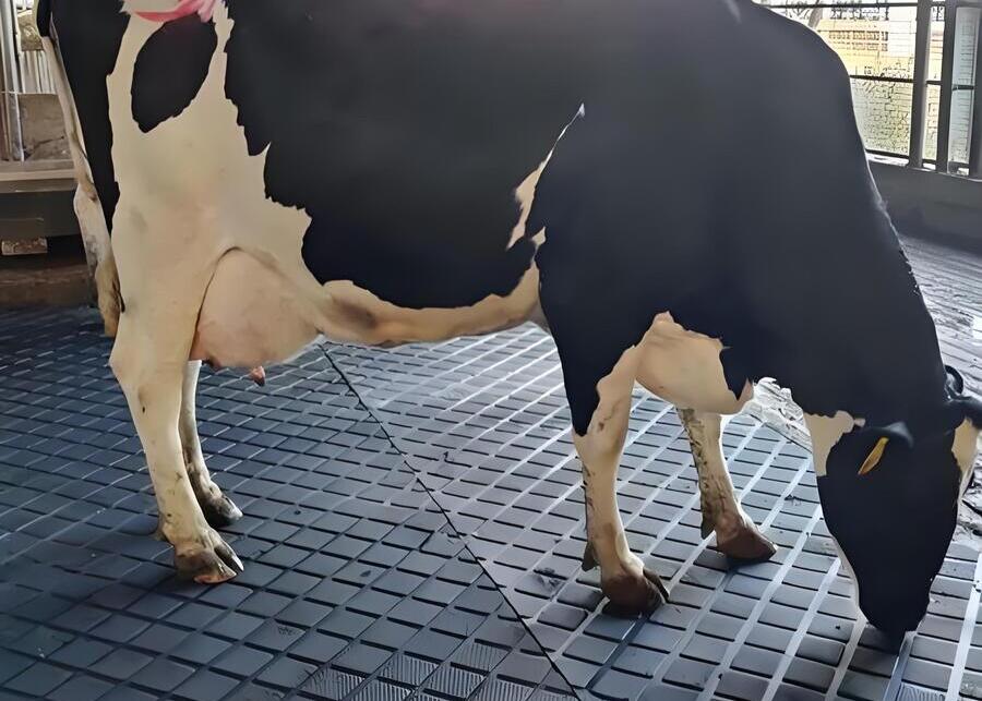 Cows relaxing on comfortable rubber mattresses in a barn