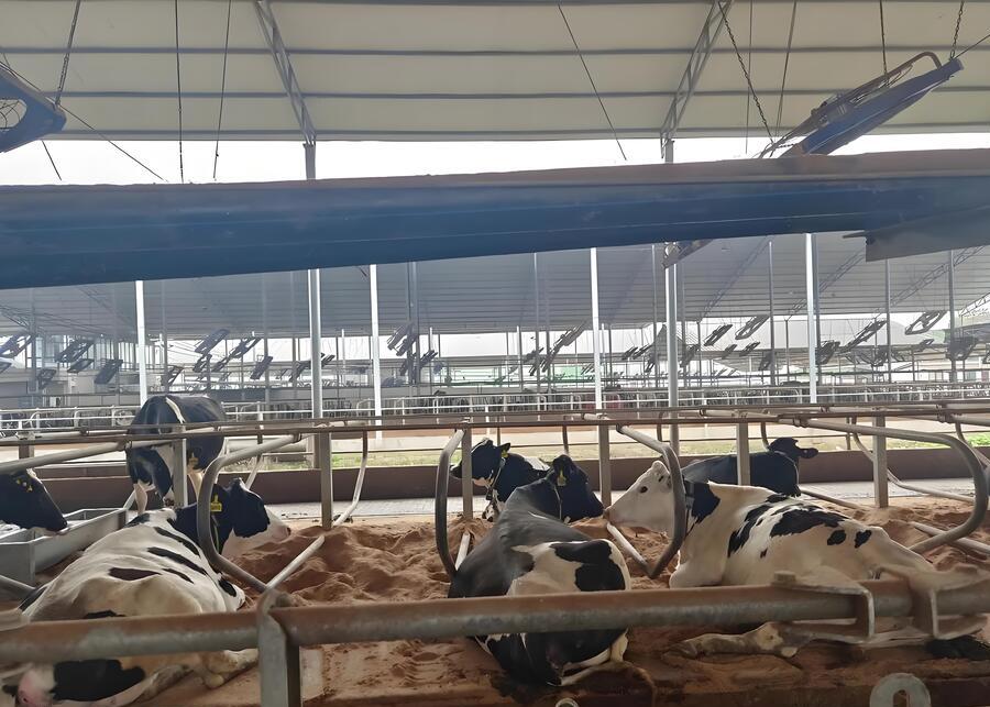 Cow Comfort and Barn Equipment A clean barn with cow mattresses and fans, showing a focus on cow comfort