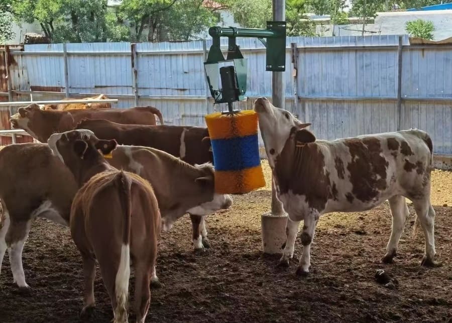 A cow using an automatic body brush in a clean barn