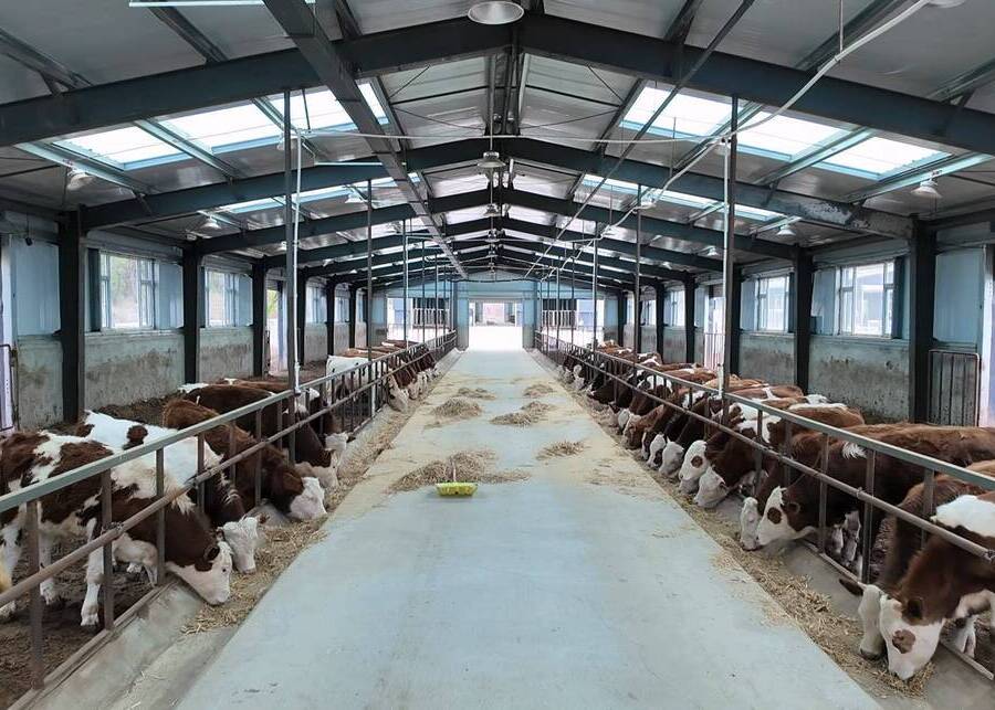 300-Cow Dairy Barn Layout A large, modern dairy barn for 300 cows