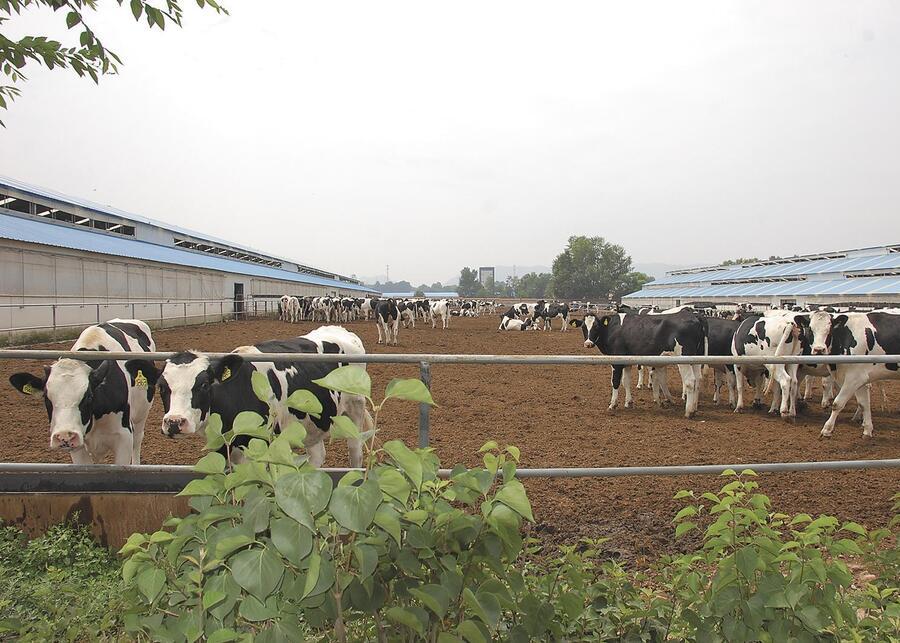 A wide, clean cow exercise area with cows relaxing in the sun
