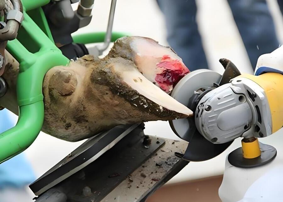 Cow Hoof Trimming A veterinarian trimming a cow's hoof in a specialized chute