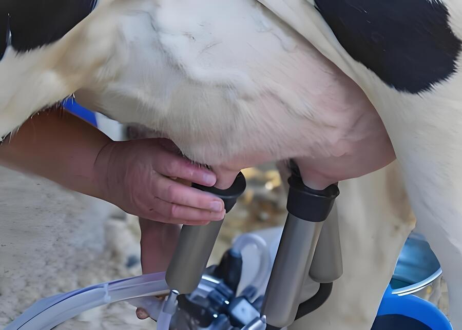 A clean milking machine ready for use