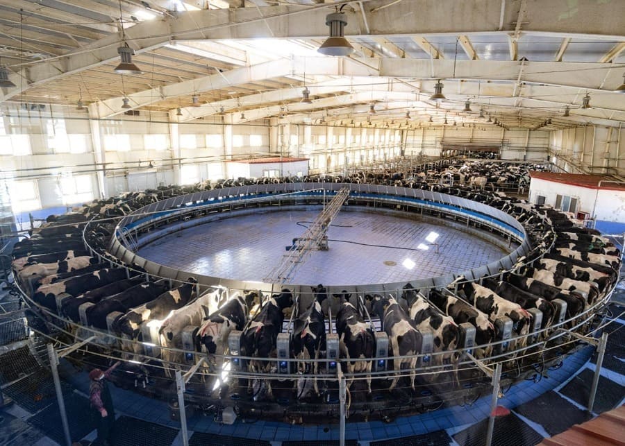 A modern dairy farm at sunrise with cows lining up for milking