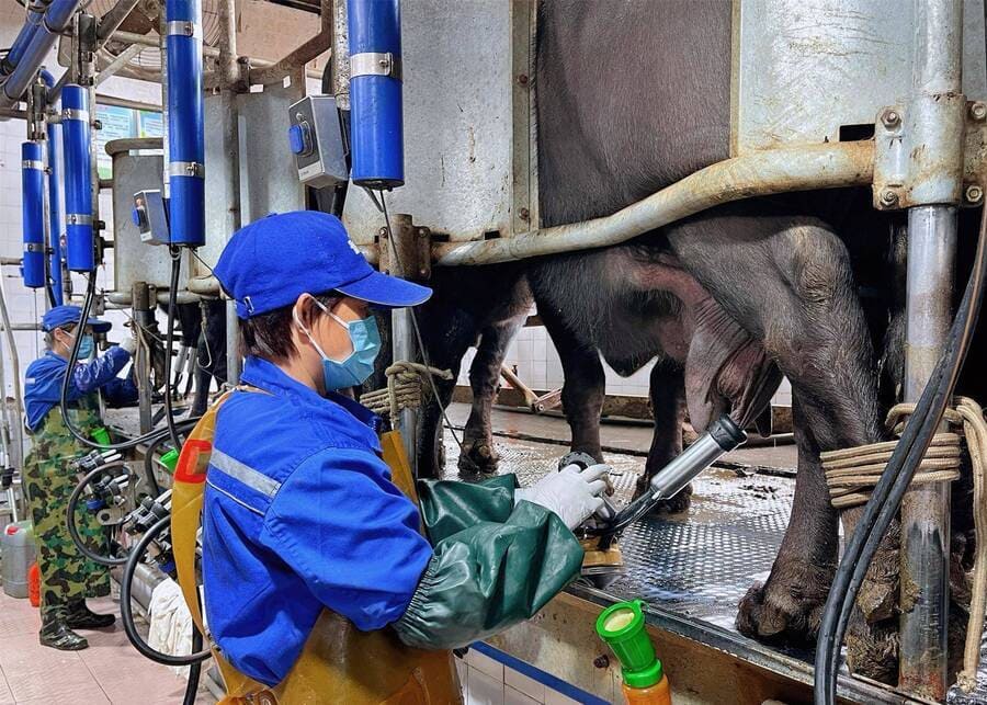 A farm worker carefully applying pre-dip to a cow's teats