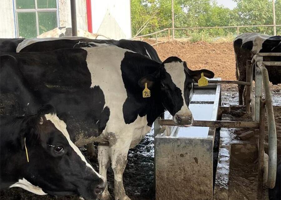 a stainless steel water trough in a clean barn