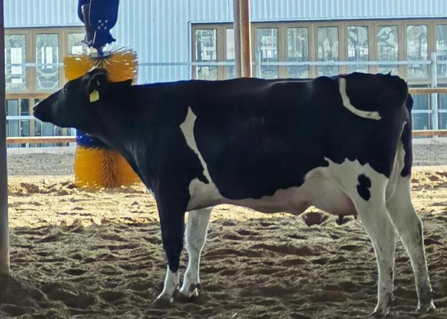 A dairy cow using a body brush in the barn.