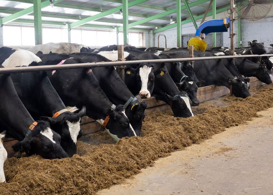 Cows Eating Total Mixed Ration A herd of dairy cows is eating TMR feed.