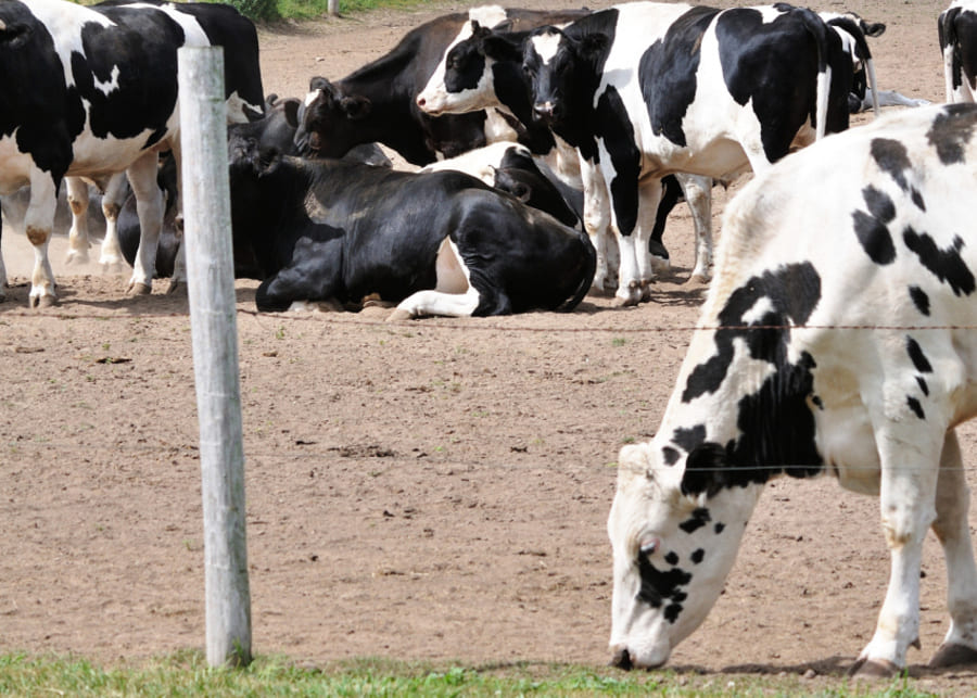 Cows grazing by the fence near an exercise area