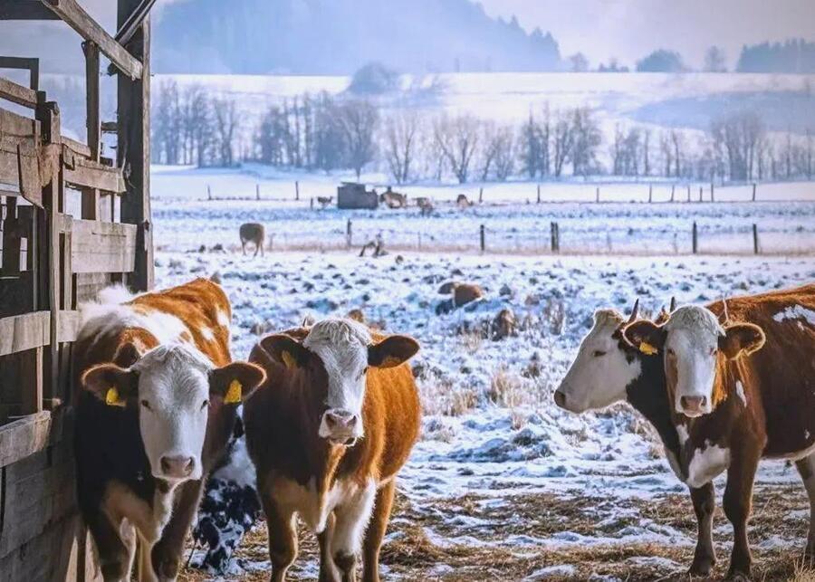 Cows in a winter barn