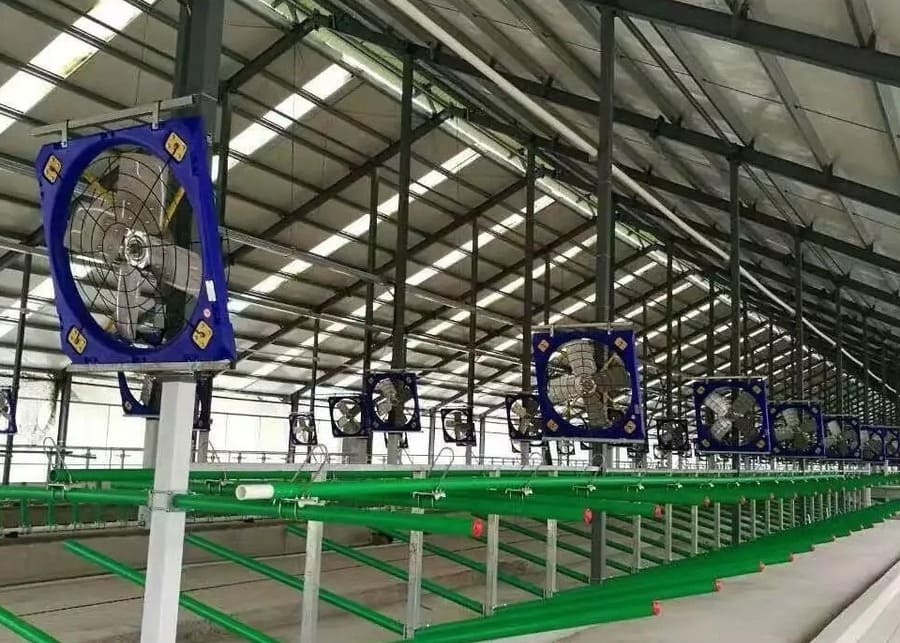 Large, energy-efficient barn fans mounted in a dairy barn.