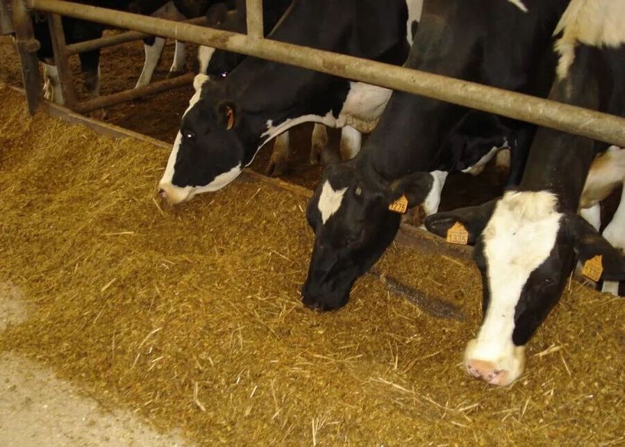 Healthy dairy cow chewing cud reaching 55 chews indicating stable rumen health