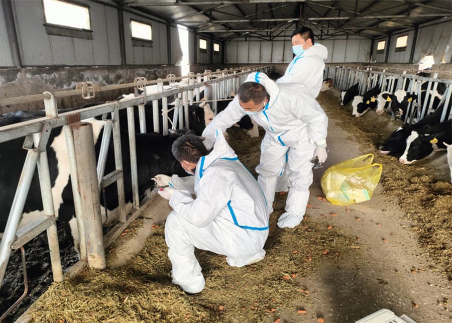 A veterinarian checking on a healthy dairy cow